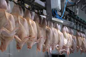 Katara Yumurta ve Kanatlı Eti İhracatımız Hakkında