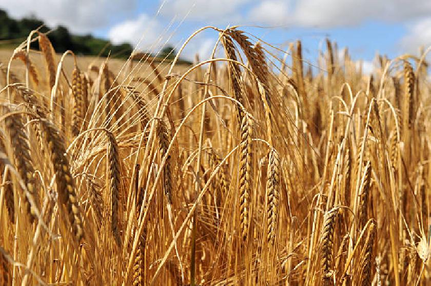 TMO İKİYÜZELLİBEŞ  BIN TON YEMLIK ARPA ITHALATI IÇIN IHALE AÇTI