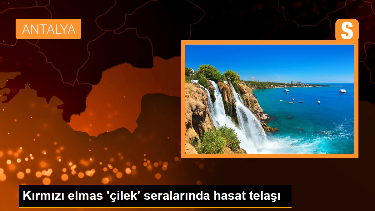 Kırmızı elmas 'çilek' seralarında hasat telaşı