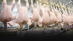 Suriyeye Dondurulmuş Piliç İthalatının Yasaklanması